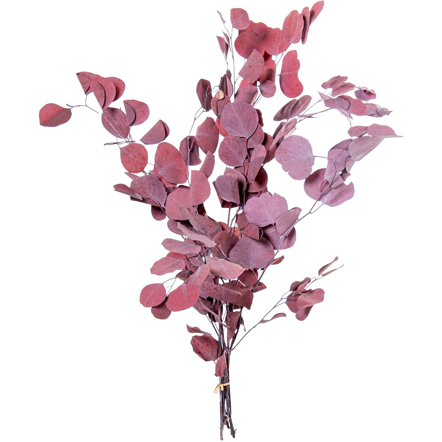 Ramo Eucalipto Burdeos Natural Preservado 70-80cm