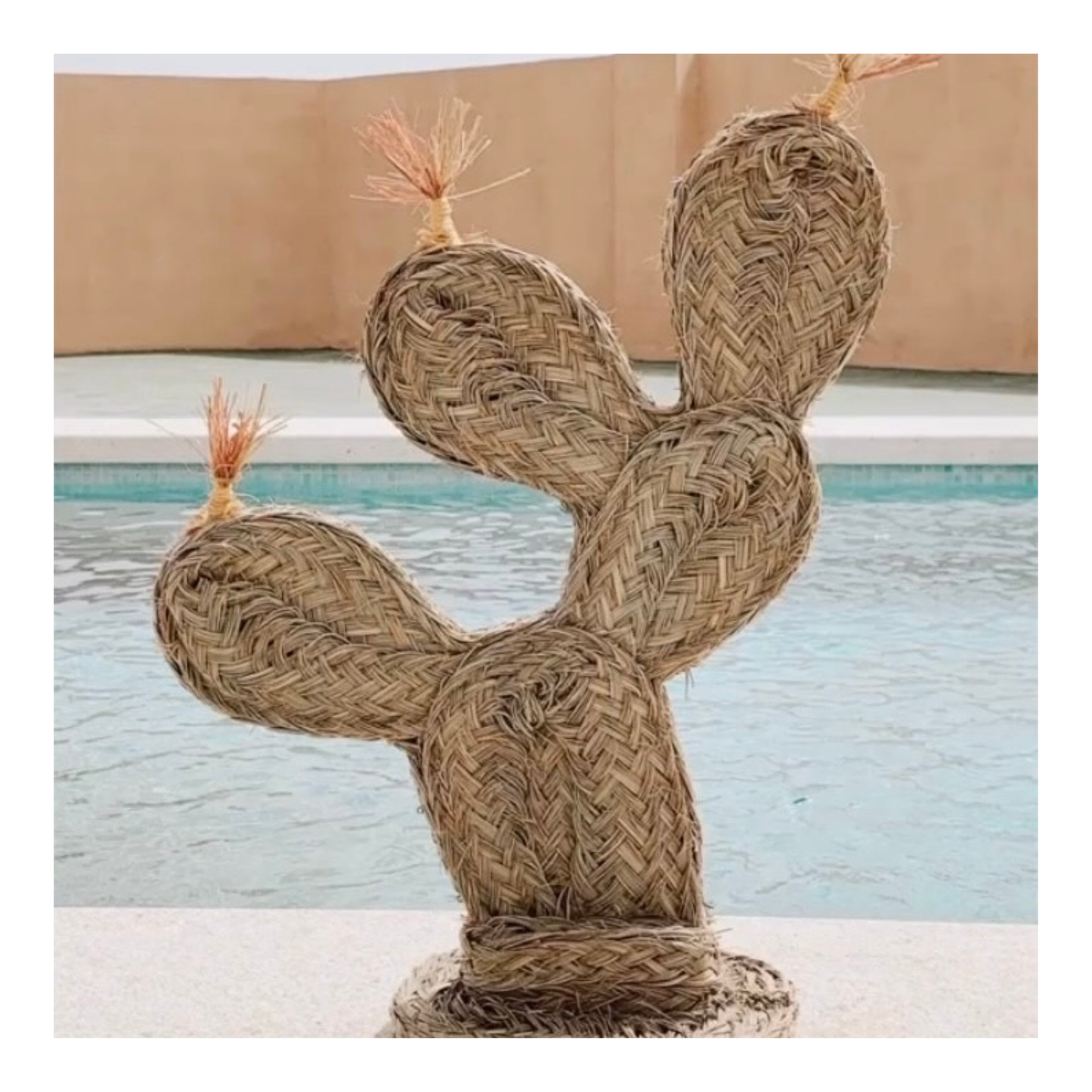 Cactus chumbera