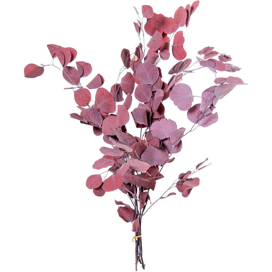 Ramo Eucalipto Burdeos Natural Preservado 70-80cm
